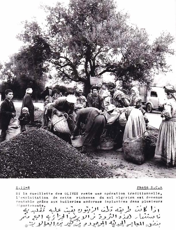 Algerie propagande 055.jpg